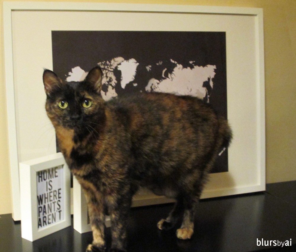 World map print and cat